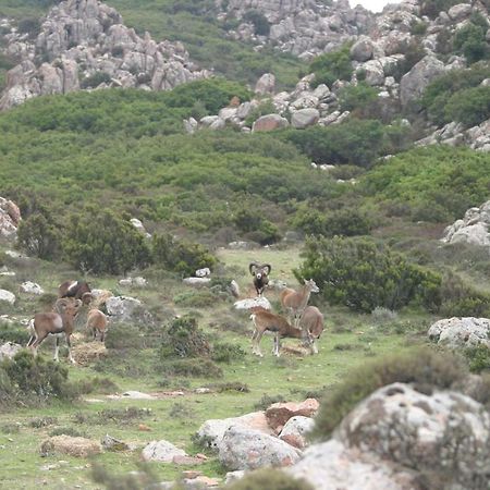 B&B Il Dodo Monastir Ngoại thất bức ảnh